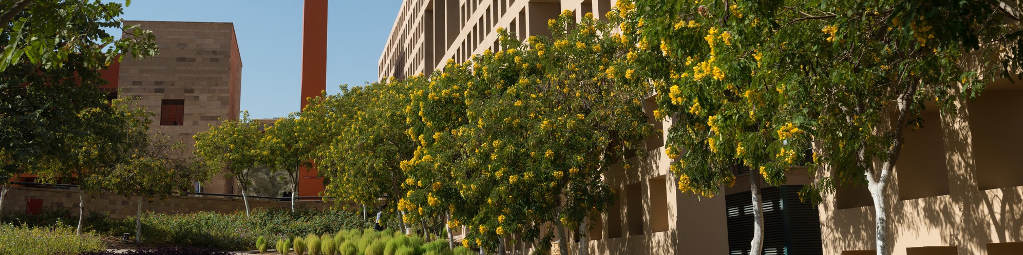 AUC Library building with trees and yellow flowers