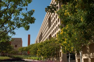 AUC Library building with trees and yellow flowers