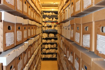 auc-records-management